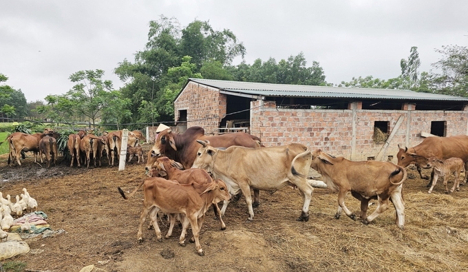 Phát triển đàn gia súc gắn liền với an toàn dịch bệnh tại huyện Bố Trạch. Ảnh: TP.