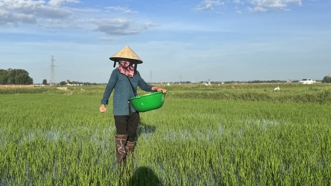 Lúa hè thu hiện phát triển tốt, nông dân Hà Tĩnh đang tiến hành bón thúc đợt 1. Ảnh: Ánh Nguyệt.