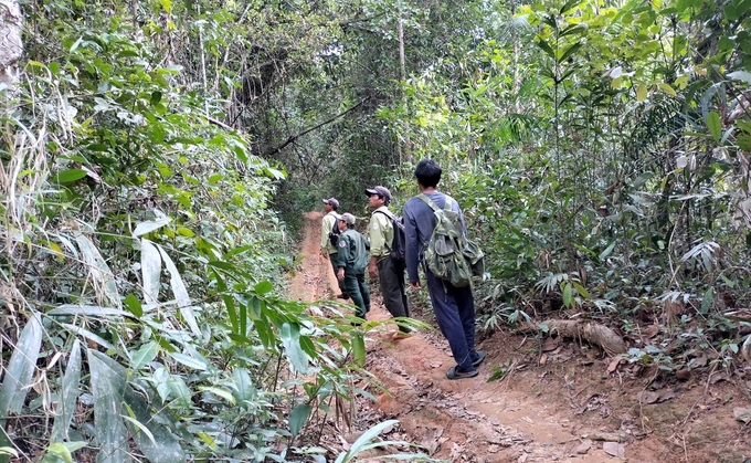 Để tuyển được lực lượng chuyên trách bảo vệ rừng cần có chính sách hỗ trợ kịp thời. Ảnh: KS.