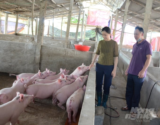 Tuyên Quang ghi nhận tại 4 huyện có lợn mắc dịch tả lợn Châu Phi. Ảnh: Đào Thanh.