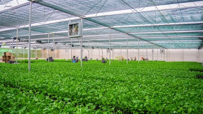 TC Group's passion fruit seed area. Photo: Quang Yen.