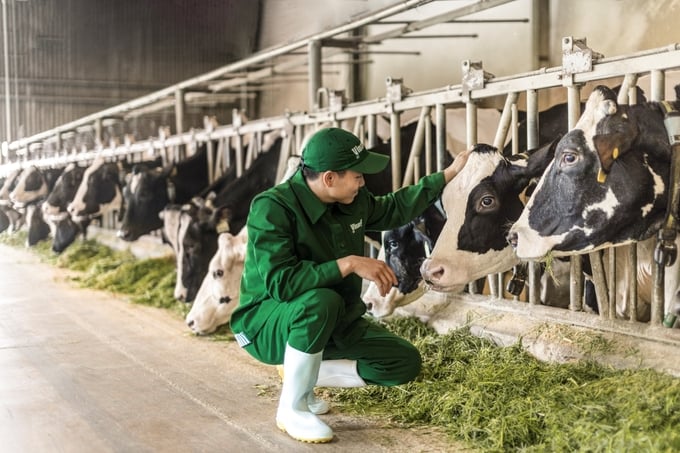 Với định hướng 'xanh hóa' sản xuất, các trang trại bò sữa của Vinamilk đang trở thành hạt nhân thúc đẩy tiến trình thực hành nông nghiệp bền vững của cả vùng đất.