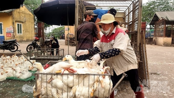 Provincial and municipal chairpersons must directly supervise and manage local livestock and poultry disease control efforts. Photo: K.Trung.