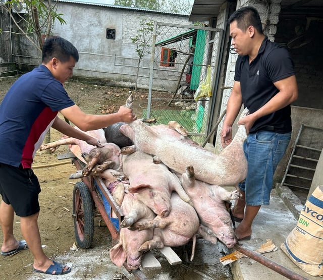 Local residents transporting pigs that died from African swine fever to designated areas for disposal.