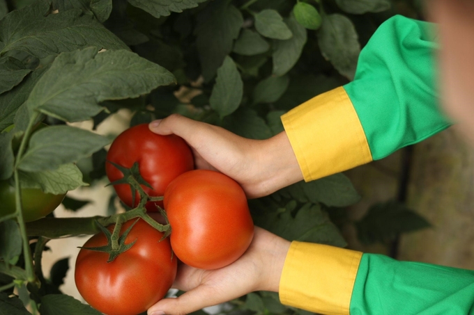 The 'fresh and succulent' fruits are nurtured under the careful care, love and happiness of each WinEco farm technician.