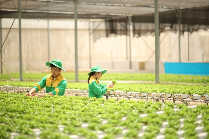 WinEco's technicians dedicatedly take care of each lettuce plant.