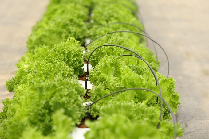 Delicious, nutritious green lettuce plants are 'raised' by the diligence, love and happiness of technicians from WinEco Farm.