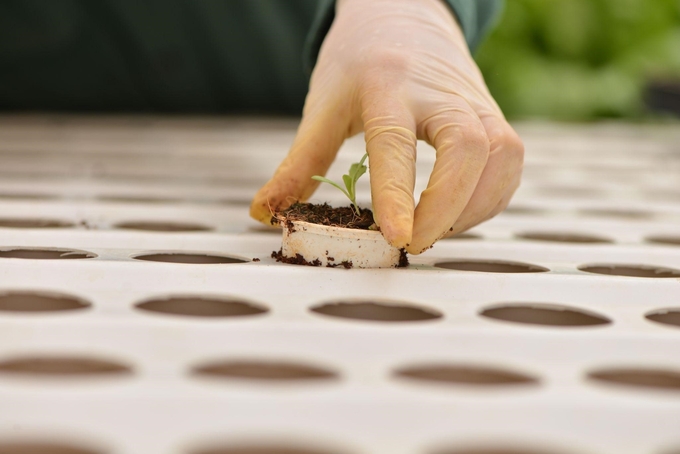 Each seedling is meticulously cared for, ensuring the best growing conditions to bring to customers' 'dining tables'.