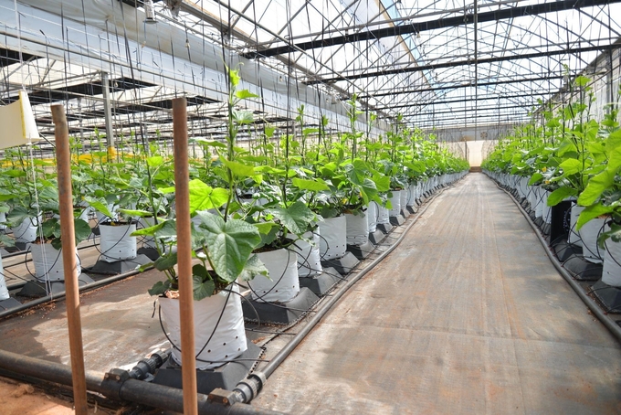 Engineers at WinEco farm shared that during the farming process, there is always a technical team constantly monitoring. All stages are done by machine to ensure absolute cleanliness for the tree. In the WinEco 'field', each vegetable growing area is surrounded by a greenhouse. Vegetable plants are cared for with an automatic irrigation system and mist spraying to keep them moist. Water for watering plants also meets drinking water standards.