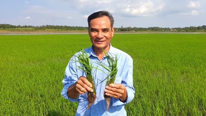 The Tan Dat Agricultural Production and Service Cooperative has established a 30-ha organic rice cultivation area in Vung Liem District, Vinh Long Province. Photo: Kim Anh.