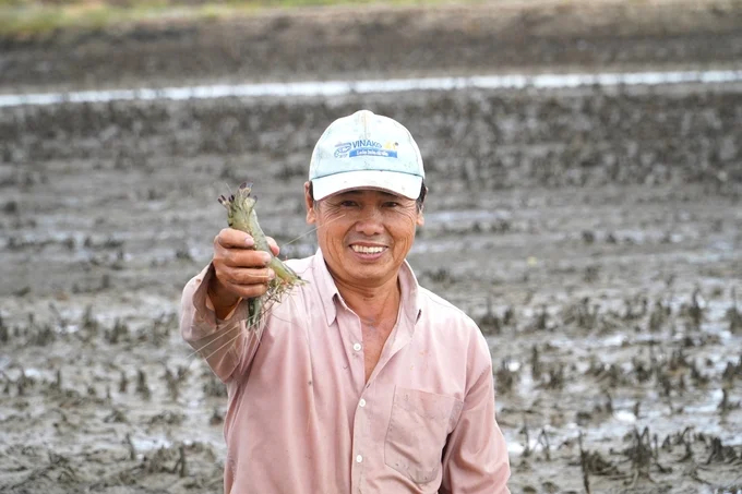 Since 2000, the area under rice-shrimp farming models along the coastal areas of the Mekong Delta has tripled. Photo: Kim Anh.