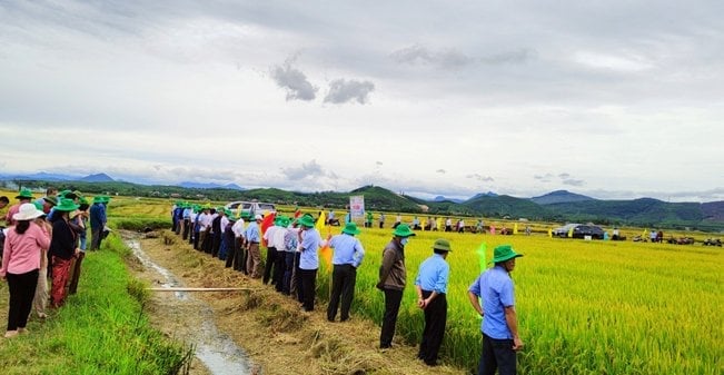 The large fields of Thong Nhat Agricultural Service Cooperative are always chosen as a model for high-yield, high-quality rice production. Photo: T. Duc.