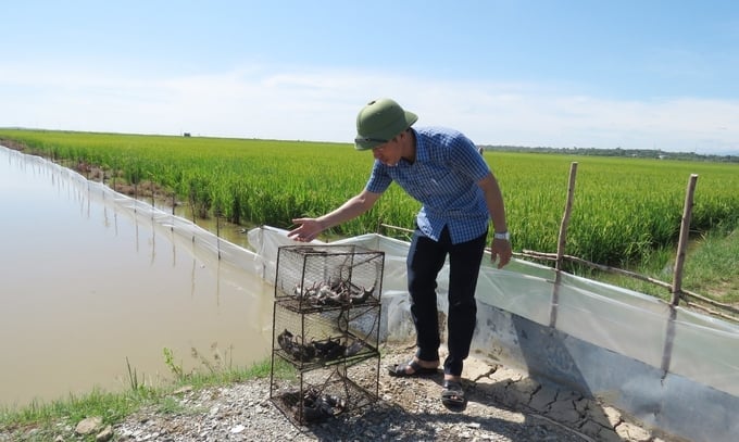 Thong Nhat Agricultural Service Cooperative invests in a system of nylon walls and traps to effectively control rats, ensuring the safety of the rice fields. Photo: T. Duc.