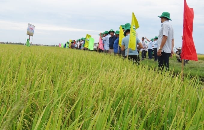 For nearly 20 years now, Thong Nhat Agricultural Service Cooperative has consistently achieved high yields. Photo: T. Duc.