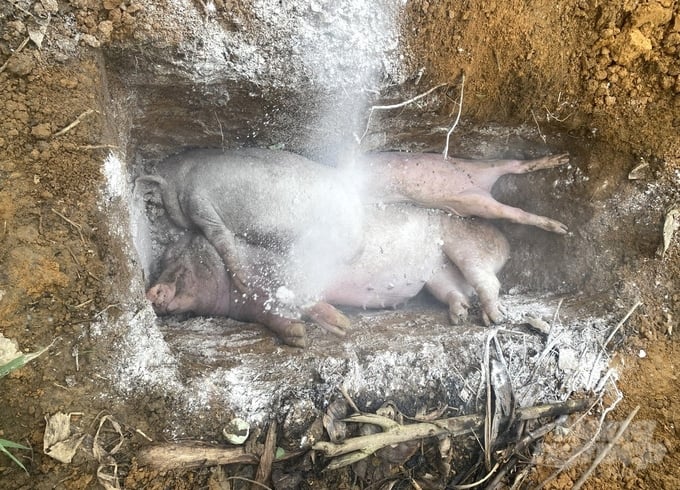 Những con lợn bị mắc bệnh dịch tả lợn Châu Phi được người dân ở Tuyên Quang tiêu hủy. Ảnh: Đào Thanh.