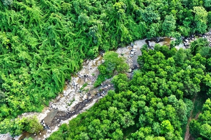 Thai Nguyen province is focusing on developing a multi-functional forest ecosystem. Photo: PH.