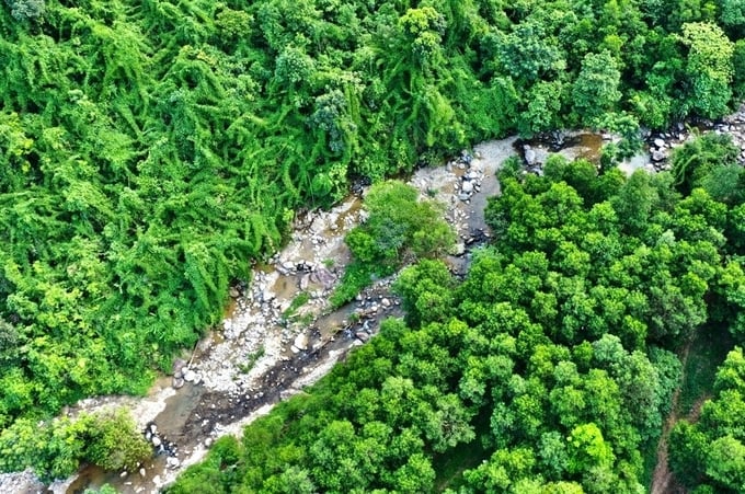 Tỉnh Thái Nguyên đang tập trung phát triển hệ sinh thái rừng theo hướng đạt giá trị đa dụng. Ảnh: PH.