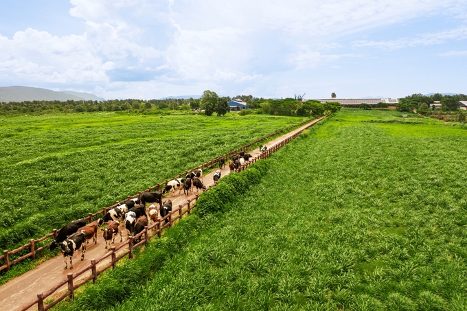 100% of Vinamilk's farming area is cultivated using organic methods and using soil circulation.