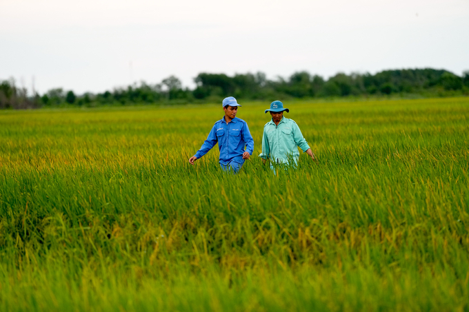 European Organic standard ST25 rice fields - a typical example of the revival of barren lands.