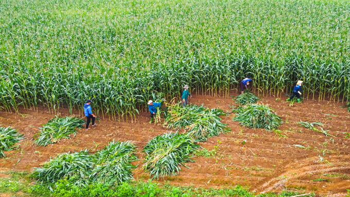 Around the Vinamilk farm, many billion-dollar corn fields of farmers have appeared.