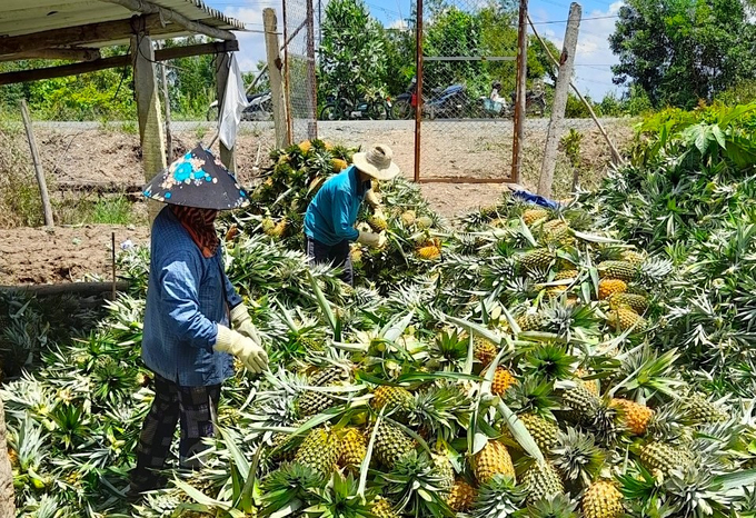 Cây khóm là sản phẩm chủ lực của huyện Tân Phước. Ảnh: Minh Đảm.