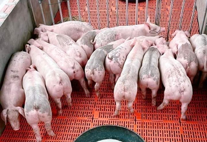 Nhiều hộ chăn nuôi giảm đàn lợn do thua lỗ trong năm 2023 và dịch bệnh, dẫn tới nguồn cung giảm. Ảnh: Sơn Trang.