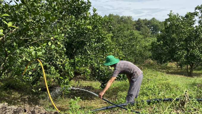 Nông dân Hương Khê đầu tư đường ống, tích cực tưới nước cho cam. Ảnh: Nguyễn Hoàn.