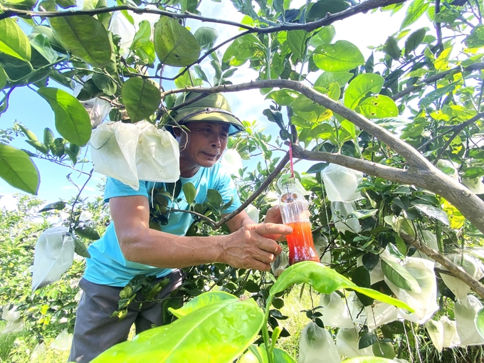 Ngoài tưới nước, bao quả, người dân còn sử dụng bẫy bã sinh học để diệt côn trùng chích hút quả cam. Ảnh: Nguyễn Hoàn.