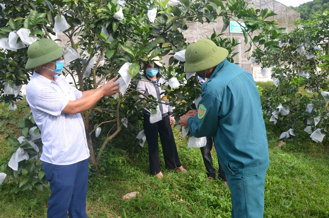 Ngành chuyên môn hướng dẫn người dân chăm sóc cam trong mùa nắng nóng. Ảnh: Nguyễn Hoàn.