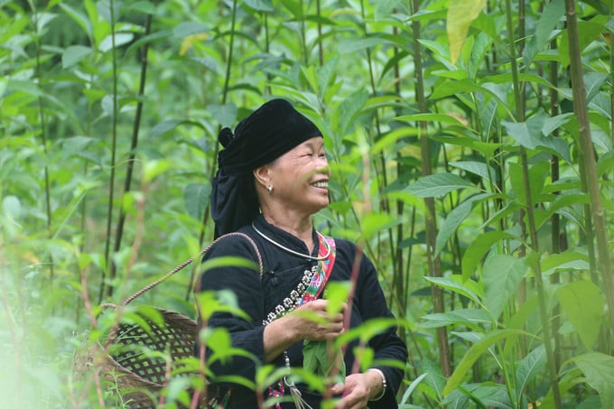 Thai Nguyen province is developing towards exploiting non-timber forest products, which include bamboo, rattan, palm, and medicinal plants under the forest canopy. Photo: PH.