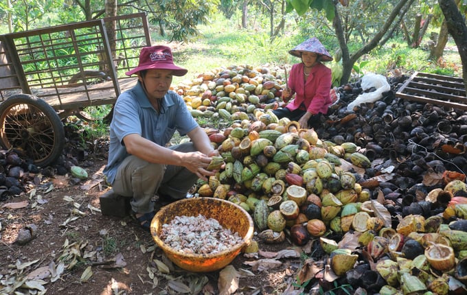 Năm nay giá ca cao tăng cao nên nông dân tại Đắk Lắk có lãi lớn. Ảnh: Quang Yên.
