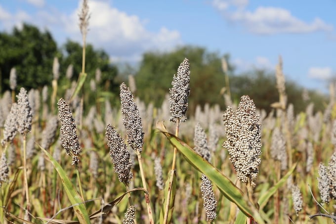 Bioenergy is derived from organic material, known as biomass, such as crops like sorghum.