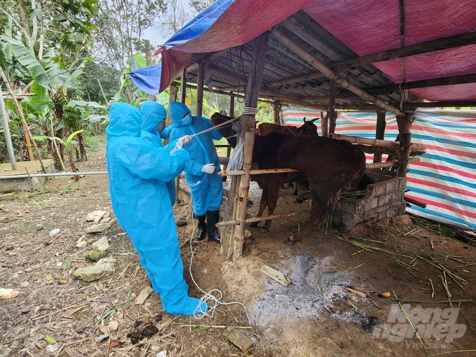 Công tác tiêm phòng nhằm chủ động phòng chống dịch bệnh được tỉnh Thanh Hóa rất quan tâm. Ảnh: QT.