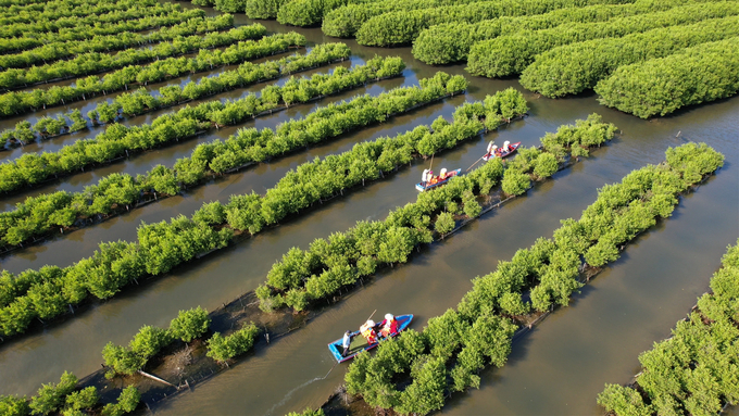 Rừng ngập mặn Bàu Cá Cái có diện tích khoảng 110ha nằm ở xã Bình Thuận (huyện Bình Sơn, Quảng Ngãi). Ảnh: L.K.