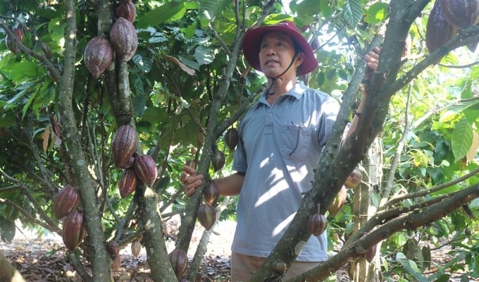 Dak Lak currently has about 1,140 hectares of cocoa; productivity reaches about 1.556 tons/ha; and the average output reaches about 1,525 tons/year. Photo: Quang Yen.