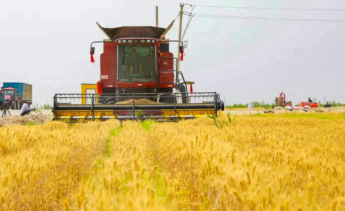 In eastern China, growers harvest a wheat crop that uses various technologies and agricultural methods to produce wheat at the edge of the harsh Taklimakan Desert. Photo: Weibo.