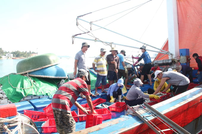 Quang Nam province has made significant progress in its IUU fishing prevention efforts within the last few years. Photo: L.K.