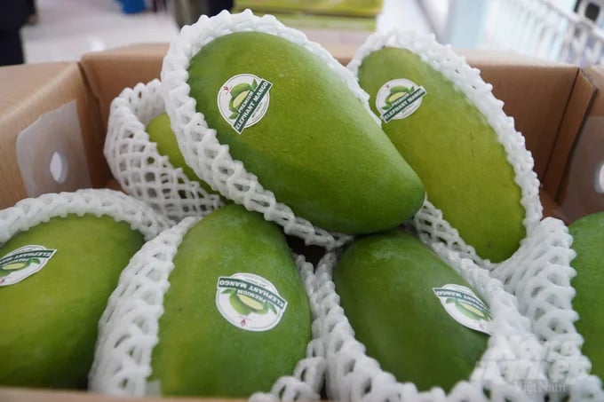 The green-skinned mangoes from Can Tho City are ensuring compliance with food safety requirements and pest management. Photo: Kim Anh.