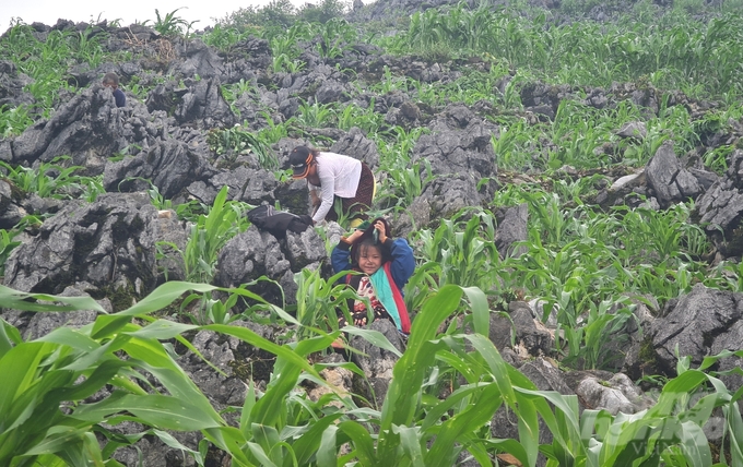 Ngô và đá tai mèo là 2 đặc sản nổi tiếng ở cao nguyên Hà Giang. Ảnh: Đào Thanh.