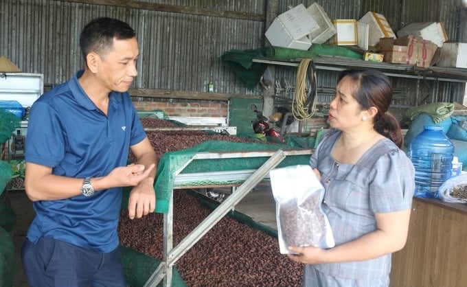 To stabilize output, cooperatives are linking with businesses to build a value chain for cocoa. Photo: Quang Yen.