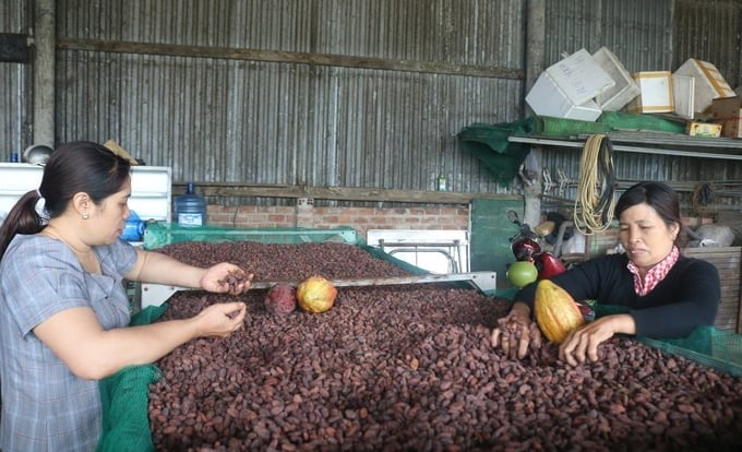 Dak Lak is building a project to develop the cocoa industry. Photo: Quang Yen.
