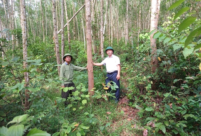 Ông Nguyễn Ngọc Đạo, Chủ tịch Công ty TNHH Lâm nghiệp Sông Kôn (bìa phải), kiểm tra rừng chuyển hóa từ rừng gỗ nhỏ thành rừng gỗ lớn.Ảnh: V.Đ.T.