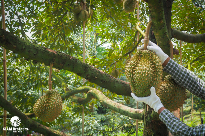 Nhờ chủ động sử dụng các loại dây chống đổ ngã mà người dân giảm thiểu được thiệt hại do tác động của thời tiết, tăng sản lượng thu hoạch.