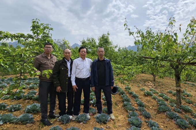 GS. TS Vũ Mạnh Hải (áo trắng) bên những gốc lê giống mới đang được nghiên cứu tại Phó Bảng, Hà Giang. Ảnh: NVCC.