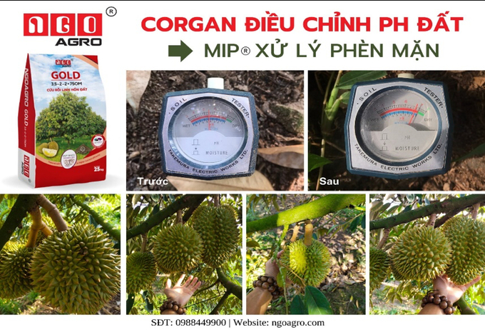 Phân bón NGO GOLD có công nghệ MIP@ Rhizo – Pháp là sản phẩm có công nghệ hiện đại với nhiều tính năng vượt trội sẽ hỗ trợ tốt cho việc cải tạo hiệu quả sức khỏe đất.