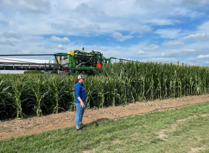 A view shows short stature corn growing next to regular corn at Bayer research farm in Jerseyville.