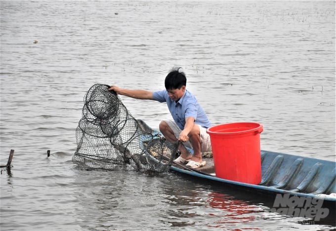 After decades of transition, the shrimp-rice farming model has developed both in terms of methods and diversification of production targets, particularly by intercropping various types of shrimp and sea crabs..., which has helped increase income on the area. Photo: Trung Chanh.