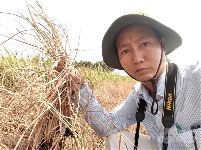 The author is in the rice fields that were destroyed by salinity infection in the previous shrimp-rice war. Photo: Trung Chanh.