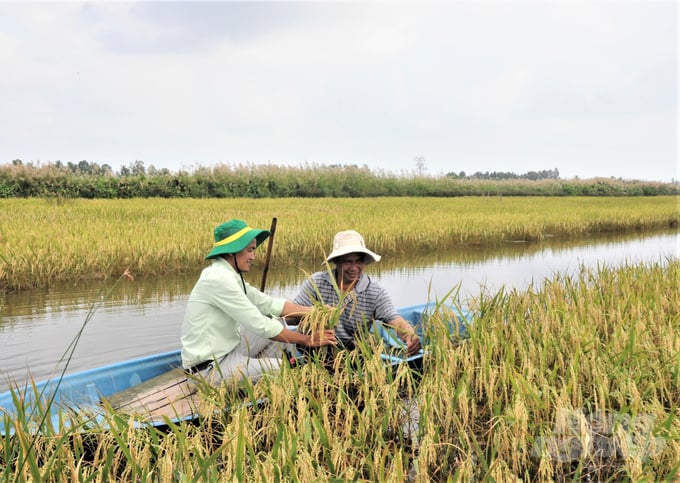 The shrimp-rice battle has gradually faded into the past, with both now peacefully coexisting under the 'shrimp embracing rice roots' model, providing a decent income for farmers. Photo: Trung Chanh.