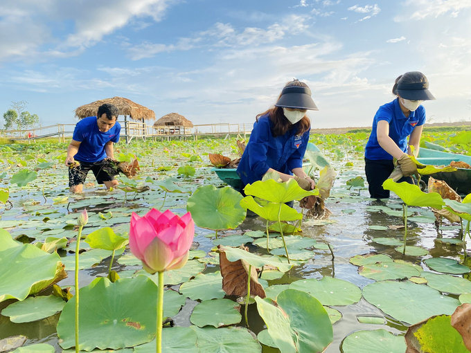 Đoàn thanh niên ở thành phố Hà Tĩnh đã thành lập các tổ hợp tác trồng sen, vừa tăng thu nhập, vừa thay đổi cảnh quan đô thị. Ảnh: Ánh Nguyệt.